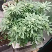 Red alien