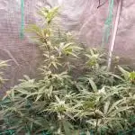 Peach Sherbet OG, last clones)