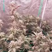Peach Sherbet OG, last clones)