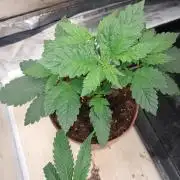 Red alien