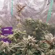 Peach Sherbet OG, last clones)