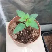 Red alien