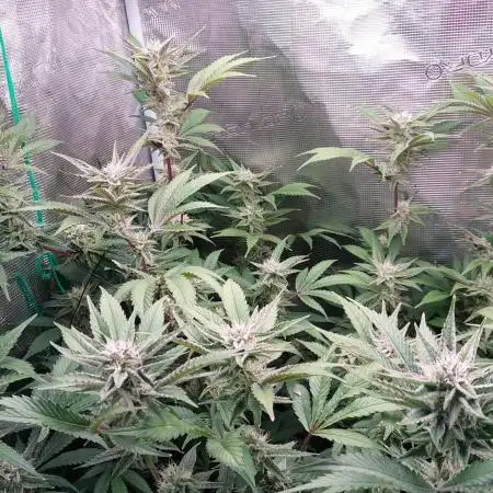 Peach Sherbet OG clone