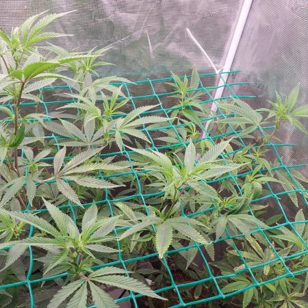 Peach Sherbet OG, last clones)