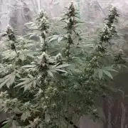 Girlscout cookies
