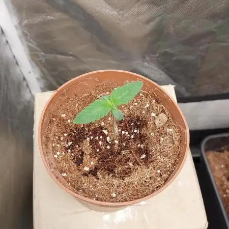 Red alien