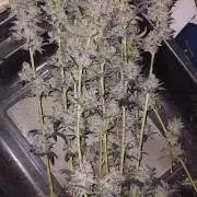 Girlscout cookies