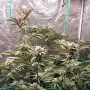 Peach Sherbet OG, last clones)