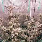 Peach Sherbet OG, last clones)