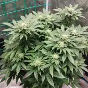 Red alien
