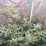 Peach Sherbet OG, last clones)