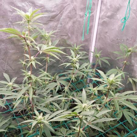 Peach Sherbet OG, last clones)