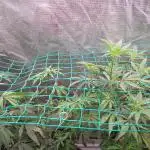 Peach Sherbet OG, last clones)