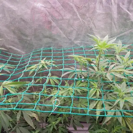 Peach Sherbet OG, last clones)