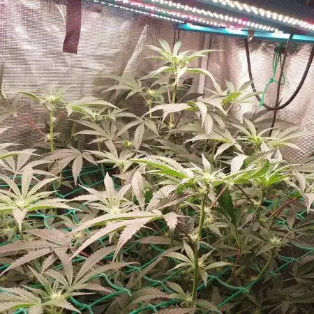 Primetime clone