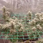Second try, Gopher glue