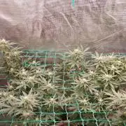 Second try, Gopher glue