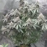 Sapphire desire