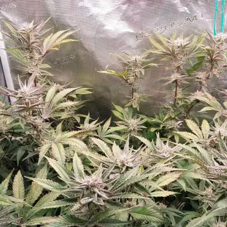 Peach Sherbet OG clone