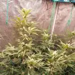 Peach Sherbet OG, last clones)