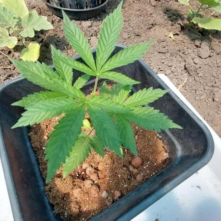 Girlscout cookies