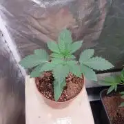 Red alien