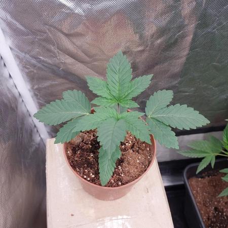 Red alien