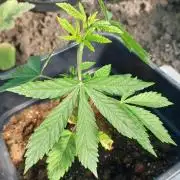 Girlscout cookies