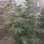 Girlscout cookies