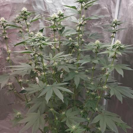 Girlscout cookies
