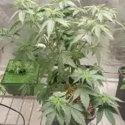 Girlscout cookies