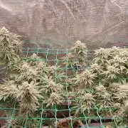 Second try, Gopher glue
