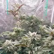 Peach Sherbet OG, last clones)