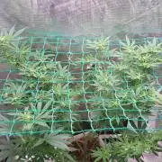 Second try, Gopher glue