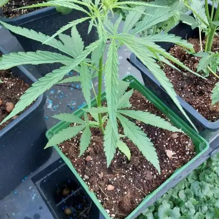 Auto black opium