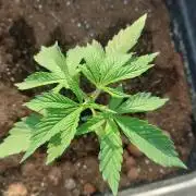 Girlscout cookies