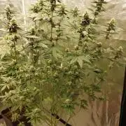 Girlscout cookies