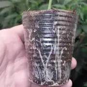 Bankroll clone