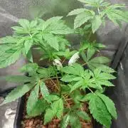 Girlscout cookies