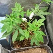 Girlscout cookies