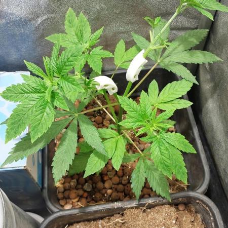 Girlscout cookies