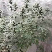 Girlscout cookies