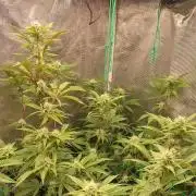 Peach Sherbet OG, last clones)