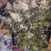 Girlscout cookies