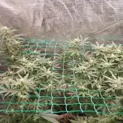 Second try, Gopher glue