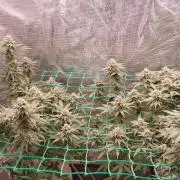 Second try, Gopher glue