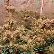 Peach Sherbet OG, last clones)