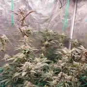 Peach Sherbet OG, last clones)