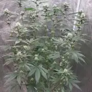 Girlscout cookies