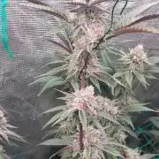 Peach Sherbet OG, last clones)